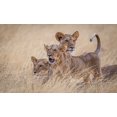 thumbnail image 2 of C. Sink, Jeffrey 32x21 Gold Ornate Wood Framed with Double Matting Museum Art Print Titled - Boys At Play, 2 of 4