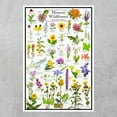 thumbnail image 2 of Missouri Wildflowers Poster - Native Prairie Blooms - Educational Science Chart of Missouri Flowers, 2 of 5