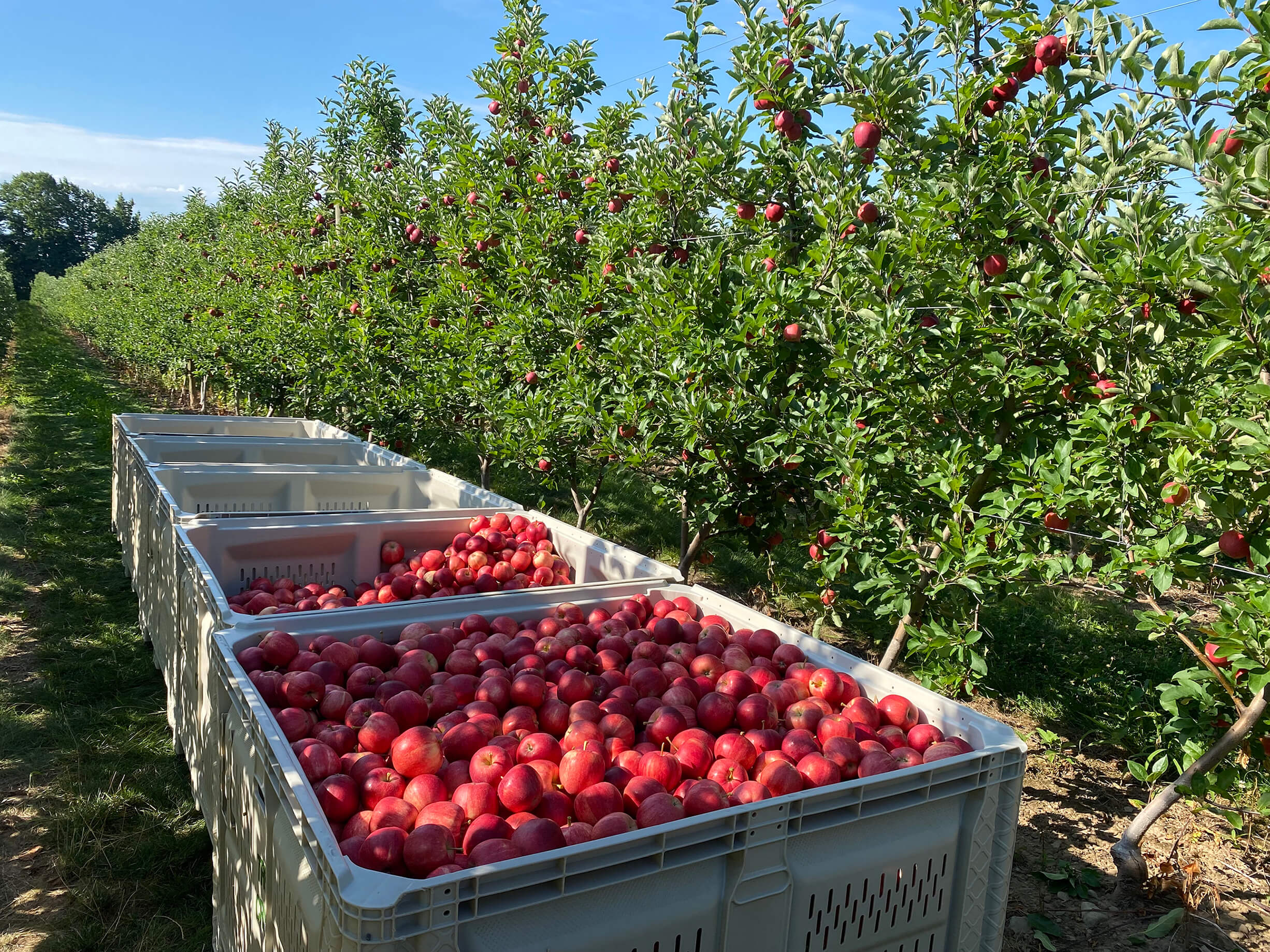 Fresh Gala Apples, 9-Count Box (4 lb.)