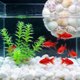 thumbnail image 1 of Plantas de acuario de plástico flexible para agua dulce y decoración de acuarios de agua salada, 1 of 6