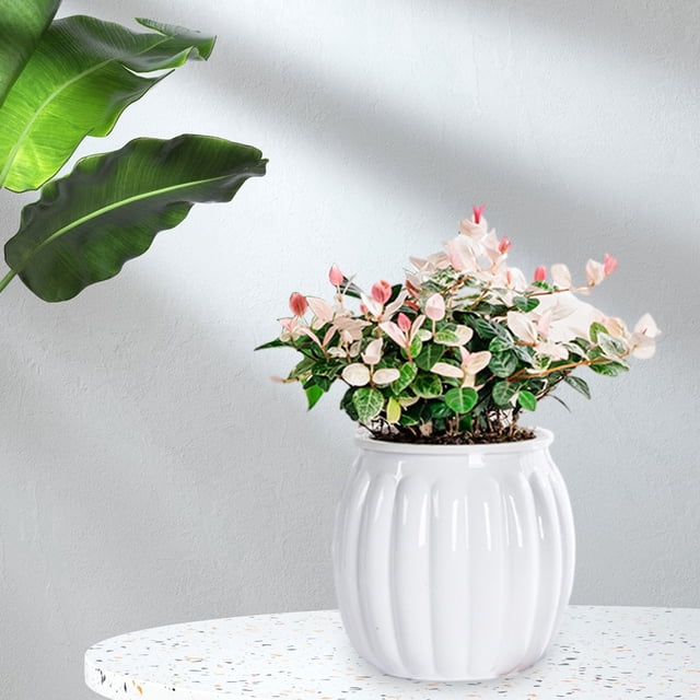 Decoración del hogar, macetas hidropónicas pequeñas transparentes para plantas, para interiores, salas de estar, escritorios, macetas hidropónicas de plástico transparentes, imprescindibles para los a
