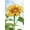 Unframed, variant on Art.com Sunflower, Community Garden, Moses Lake, Wa, USA Photographic Print by Stuart Westmorland, 12" x 18"