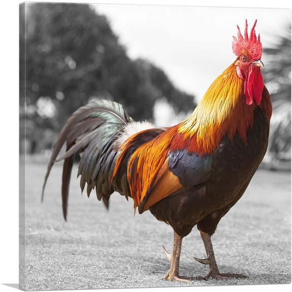ARTCANVAS Farm Rooster In Yard Canvas Art Print - Size: 18" x 18" (0.75" Deep)