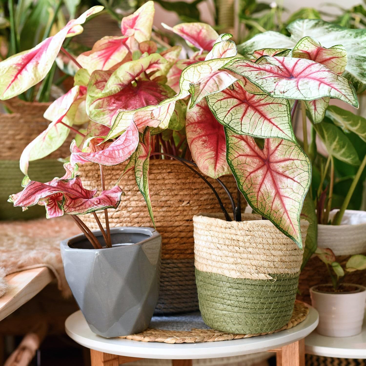 🌿 Gardenera Labs Caladium Plant Potting Mix - Proven Formula for Thriving Caladium - Enhances Patterns and Vigorous Growth - 3 QUART