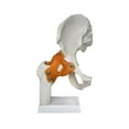 thumbnail image 3 of Modelo conjunto de cadera humana con ligamentos, peso ligero, herramienta de enseñanza, resistencia, educación realista para exhibición para exhibir, 3 of 8