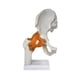 thumbnail image 3 of Modelo conjunto de cadera humana ayuda de enseñanza realista, educativa y resistente de peso ligero con ligamentos científicos para de la, 3 of 9
