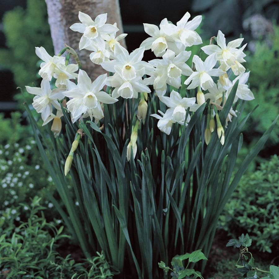 Van Zyverden Daffodils, Thalia, Set of 12 Bulbs White Part Sun