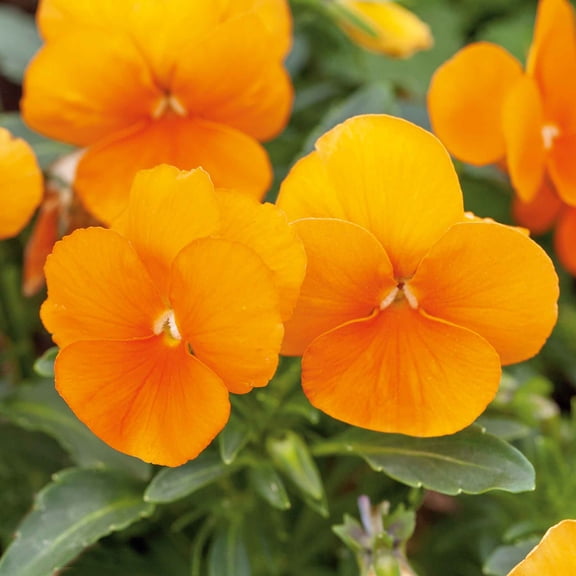 Eden Brothers Pansy Seeds - Swiss Giants Orange Sun Non-GMO Seeds for Planting, 1 Ounce | Low-Maintenance Flower Seeds, Plant During Warm Season, Zones 5, 6, 7, 8, 9