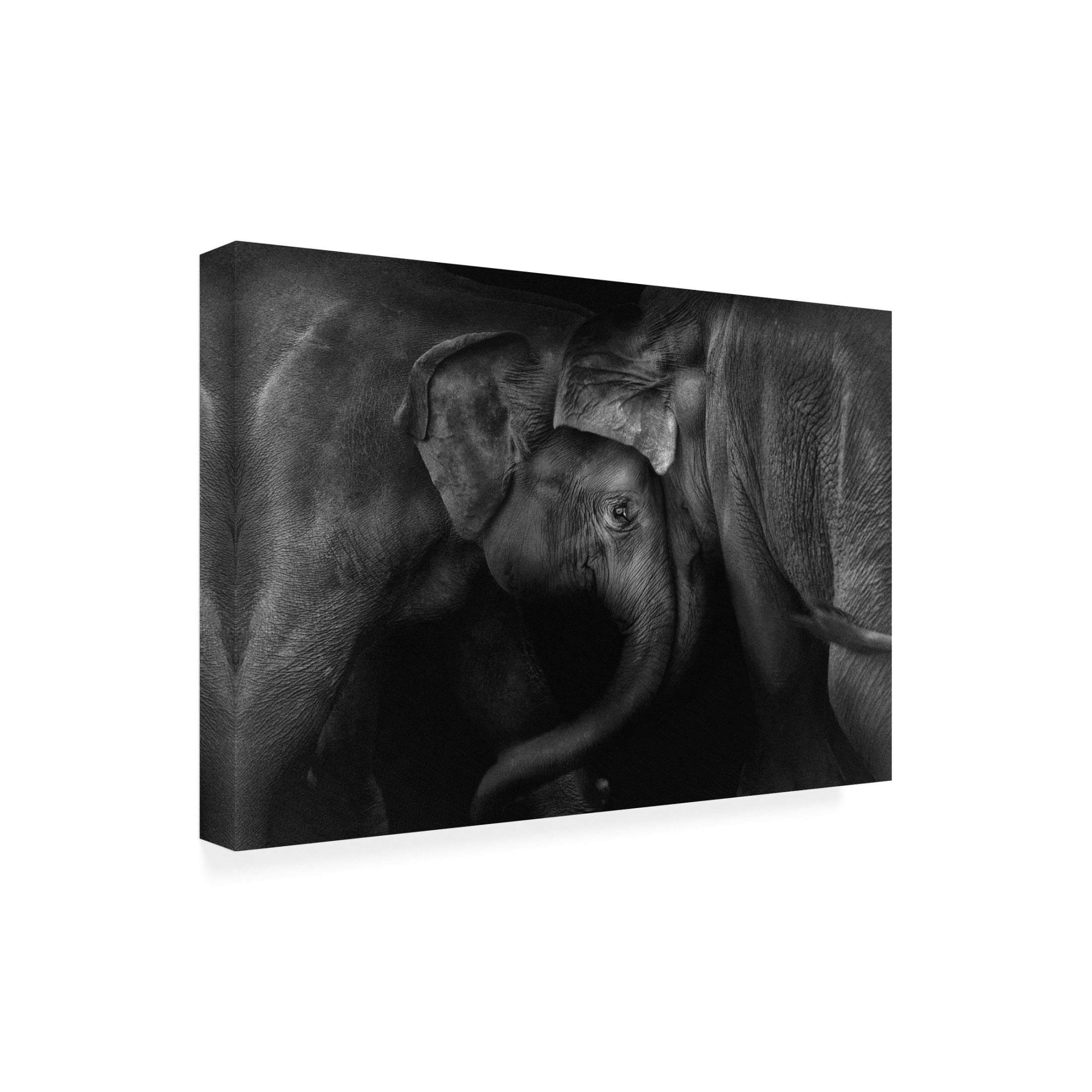 Canvas Wall Art - Claudio Ceriali 'Elephant 2' Wall Art for Living Room, Bedroom, or Office D?cor by Trademark Fine Art - 32 x 22 Inches