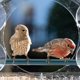 thumbnail image 4 of Teissuly House Shaped Plastic Acrylic Glass Bird Feeder Acrylic Pet Bird Feeder Teissuly WER202312135103, 4 of 7