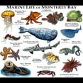 thumbnail image 3 of CafePress - Marine Life Of Monterey Bay Women's Dark Pajamas - Women's Short Sleeve Print T-Shirt and Pants Dark Cotton Pajama Set, 3 of 7