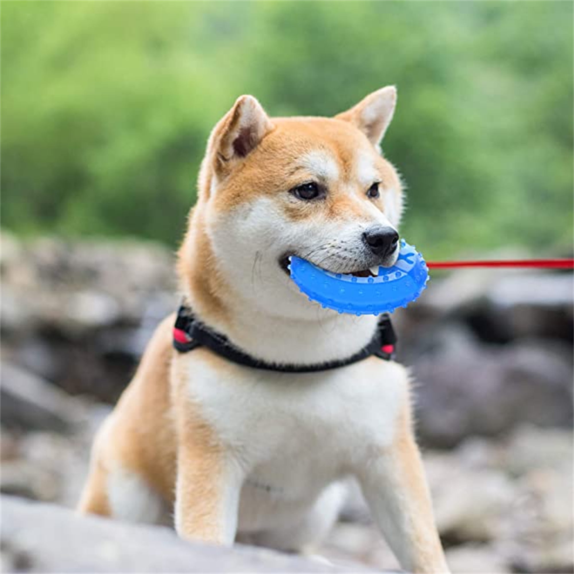 Cold chew shop toys for puppies