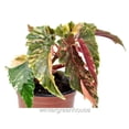 thumbnail image 2 of Begonia 'Ginny Galaxy' - Pot Size: 3.5in - House Plants, 2 of 6
