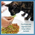 thumbnail image 4 of Bellrock Growers 669828550052 Pet Greens Cat Organic Self Grow Kit, 4 of 9