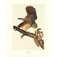 thumbnail image 2 of Audubon, John James 20x24 Black Ornate Wood Framed with Double Matting Museum Art Print Titled - Barred Owl (decorative border), 2 of 4