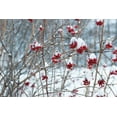 thumbnail image 2 of Schlabach, Sue 18x13 Black Ornate Wood Framed with Double Matting Museum Art Print Titled - Berries in Winter, 2 of 4