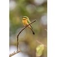 thumbnail image 2 of Jaynes Gallery 17x24 White Modern Wood Framed Museum Art Print Titled - Africa-Tanzania Little bee-eater bird on limb, 2 of 4