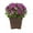 Purple, variant on Expert Gardener 1Gal Orange Garden Chrysanthemum Plant Decorative Square Pot Sun