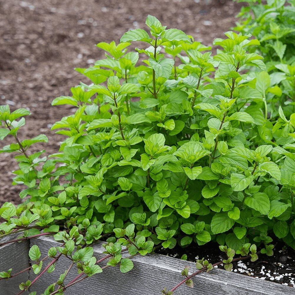 Orange Mint Plant Live, Mint Herb Plant Outdoor Indoor Garden Planting 4'' Pot