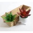 thumbnail image 3 of Plantas Suculentas Realistas Flor Bonsai Manualidades De Bricolaje Flor 103 Soledad  Planta Artificial, 3 of 10