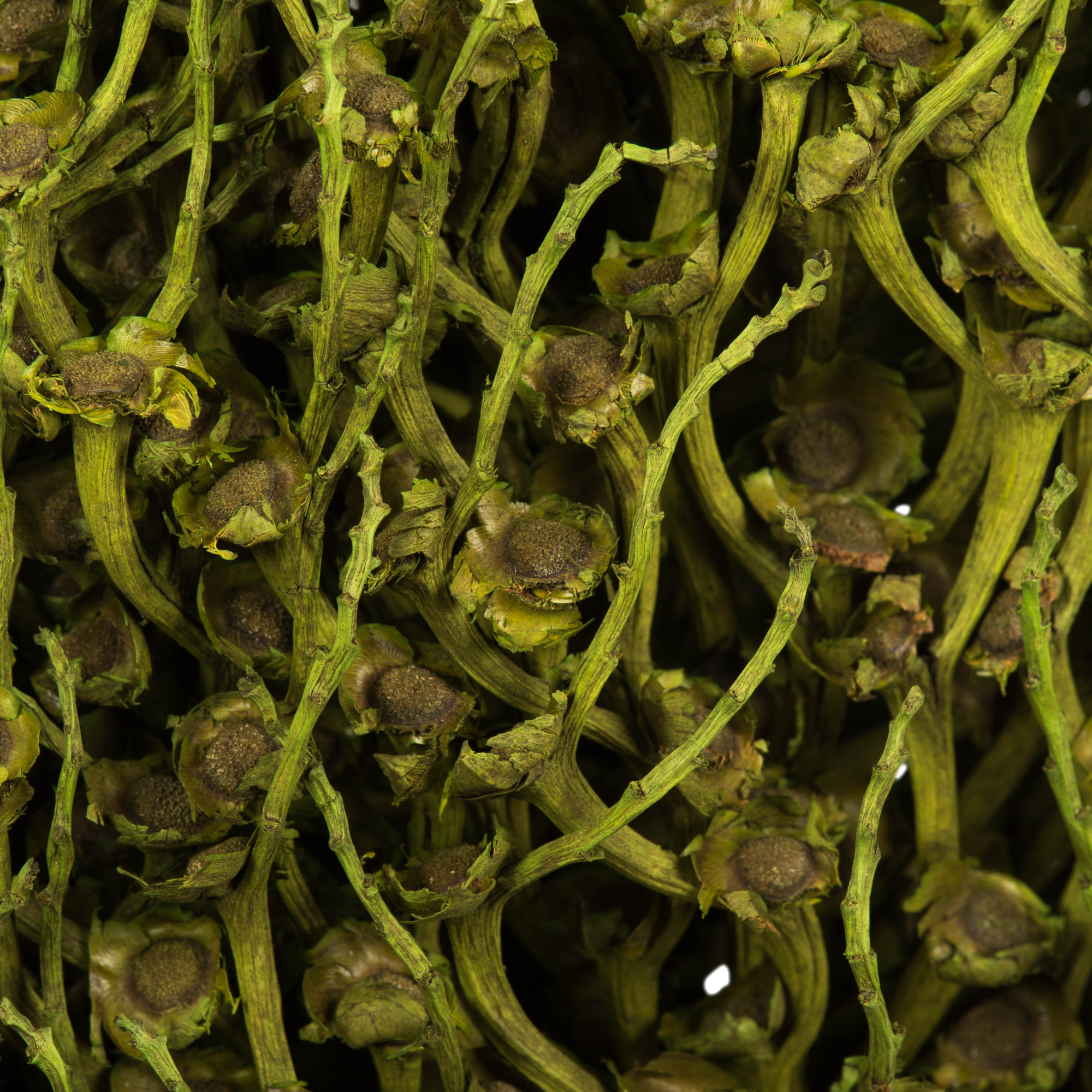 Vickerman 18 x 5" Basil Olympia Seed Pod - Small/Petite, 1 piece, Dried
