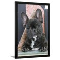 thumbnail image 1 of French Bulldog, Framed Art Print Wall Art Sold by Art.Com, 1 of 5