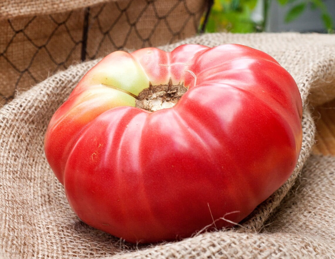German Queen Heirloom Tomato Premium Seeds Packet