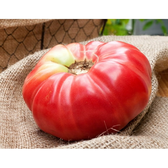 German Queen Heirloom Tomato Premium Seeds Packet