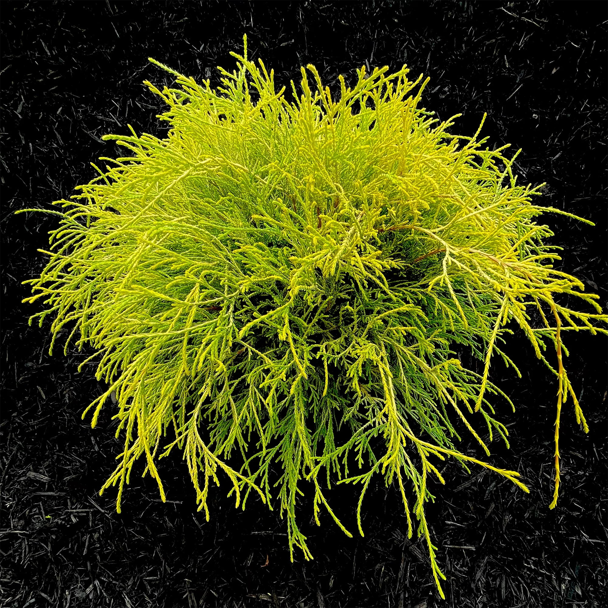(5 pack) Expert Gardener Gold Mop False Cypress Live Shrub in 2.5-Quart Grower Pot