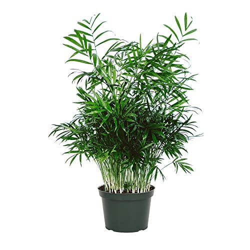 American Plant Exchange Chamaedorea Elegans Victorian Parlour Palm Live Plant 6 Pot Indoor Outdoor Air Purifier Walmart Com Walmart Com