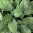 thumbnail image 2 of Sage, Berggarten Plant, (Salvia officinalis 'Berggarten') 2.5 inch pot, 2 of 3
