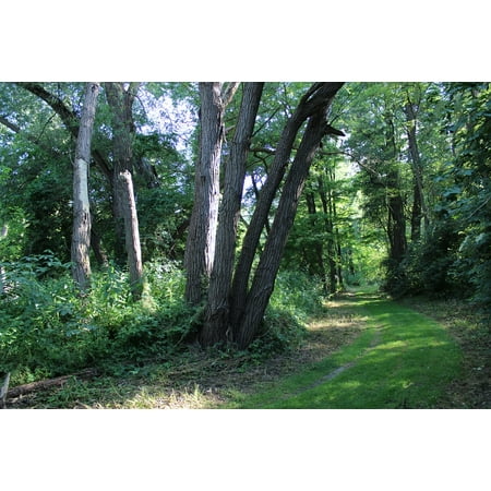 - Peel-n-Stick Poster of Forest Green Forest Path Nature Trail Glade Trees Poster 24x16 Adhesive Sticker Poster Print