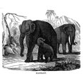 thumbnail image 2 of Elephant. /Nwood Engraving, American, 19Th Century. Poster Print by  (24 x 36), 2 of 2