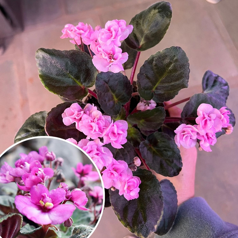 Light Pink African Violet Plants, Pink Flowering Indoor Plants 4 Inches Tall, African Violet for Patio
