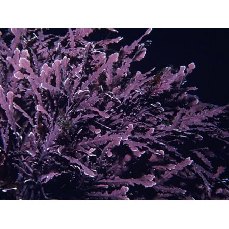Coralline Red Algae, Bossiella, Rhodophyta. California, USA Print Wall Art By Daniel (Best Way To Grow Coralline Algae)