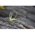 thumbnail image 2 of PLank, Savanah 24x17 White Modern Wood Framed Museum Art Print Titled - Alaska-Ketchikan-goose tongue (Plantago maritima) growing in shale rock, 2 of 4