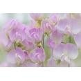 thumbnail image 2 of Paulson, Don 32x23 White Modern Wood Framed Museum Art Print Titled - Washington, Seabeck Detail of sweet pea blossoms, 2 of 4