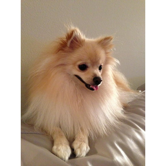 Wall Art Impressions 16x22in Photographic Quality Poster My pomeranian dog