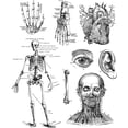 thumbnail image 3 of StampersA Cling Stamp THoltz Cadaverous, 3 of 3