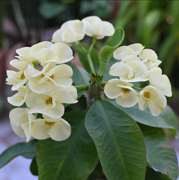Hardy Crown of Thorn Live Plant, White Euphorbia Milii Tree, Indoor Outdoor Décor Succulent Cactus, 4 to 6 Inch Tall, Ship No Pot