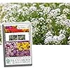 Tall White Sweet Alyssum Flower Seeds, 1500 Seeds Per Packet, Isla's Garden