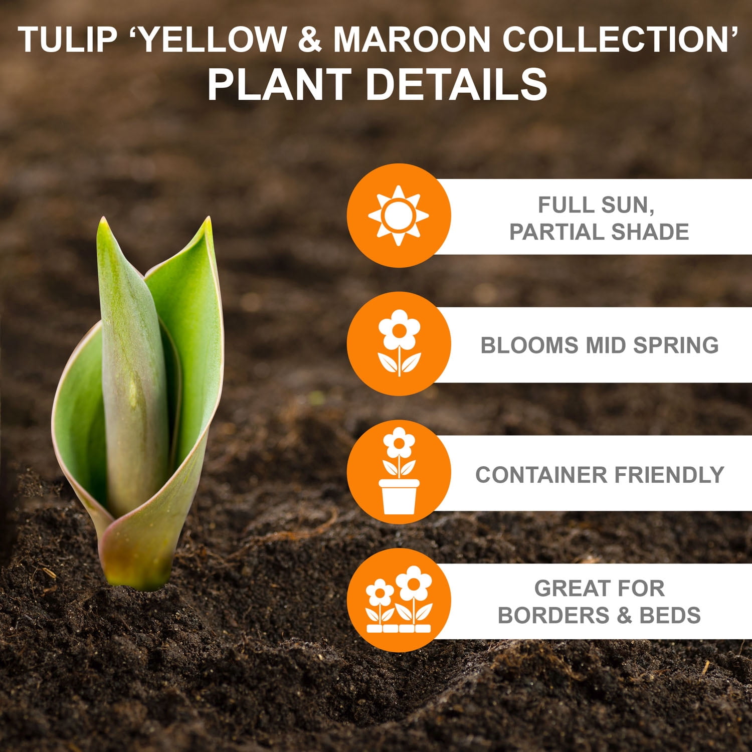 Garden State Bulb Yellow and Maroon Mix Triumph Tulip Flower Bulbs, 12/+ cm (Bag of 250)