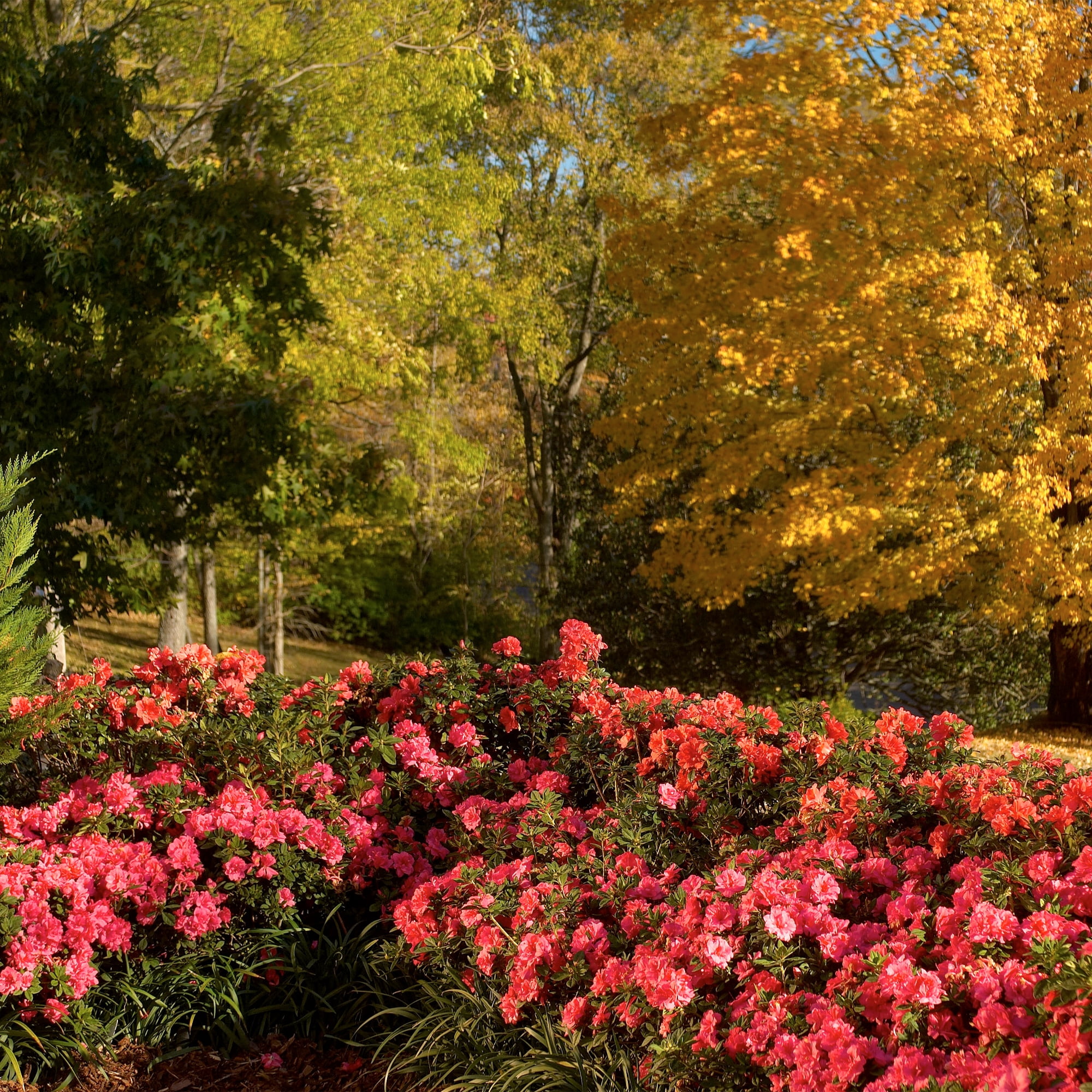 Encore Azalea Autumn Empress Live Shrub (1 Gallon)