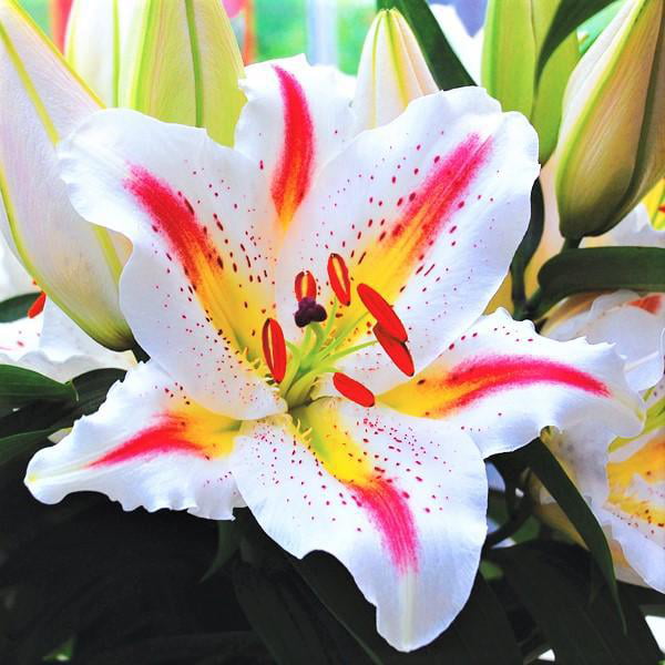 Oriental Lily Playtime (3 Bulbs) Multi-color 