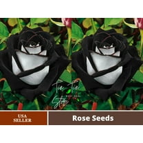 30 Rare Seeds| Black heart white rose flower seeds#1135 |BUY 4 GET 1 FREE|