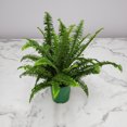 thumbnail image 2 of Tropical Plants of Florida 15" to 18" Green Kimberly Queen Fern Houseplant; Partial Sunlight, 2 of 4