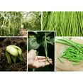 thumbnail image 3 of 20 Seeds| Bean Seeds, Yard Long Seeds - Authentic Seeds ~ GMO Free ~ Seeds~Flower seeds~ Vegetable seeds~ Asian Garden~Herbs B5G1 #7038, 3 of 5