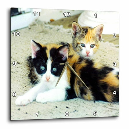 3dRose 2 Adorable Calico Kittens, Wall Clock, 10 by 10-inch