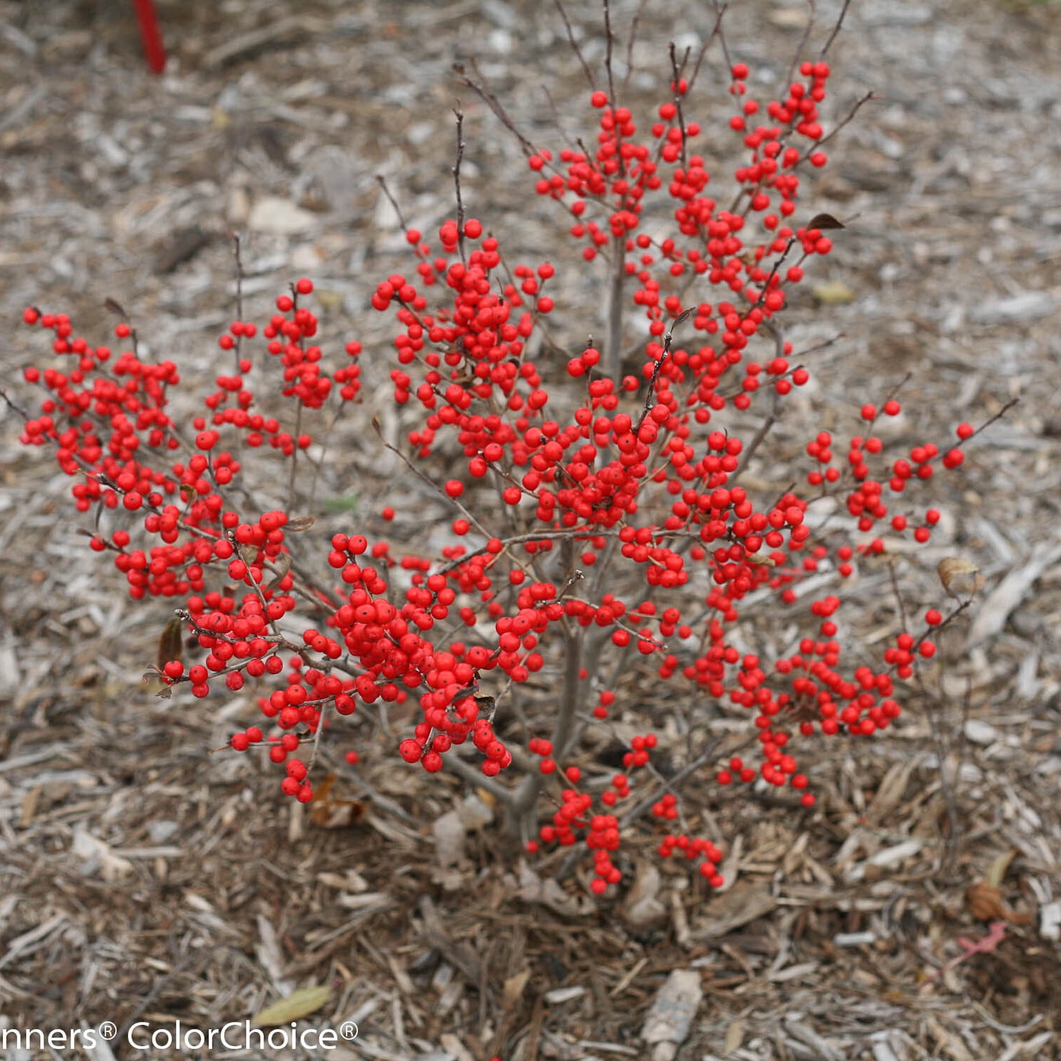 Proven Winners ColorChoice 5" Berry Poppins Winterberry Live Plant in 4.5" Pot (4 Count)