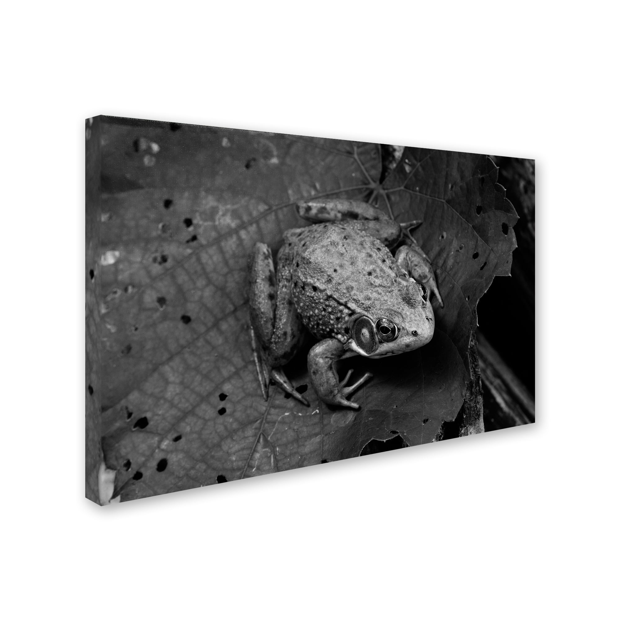 Trademark Fine Art "Northern Green Frog" Canvas Art by Jason Shaffer